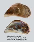 Brachidontes rostratus